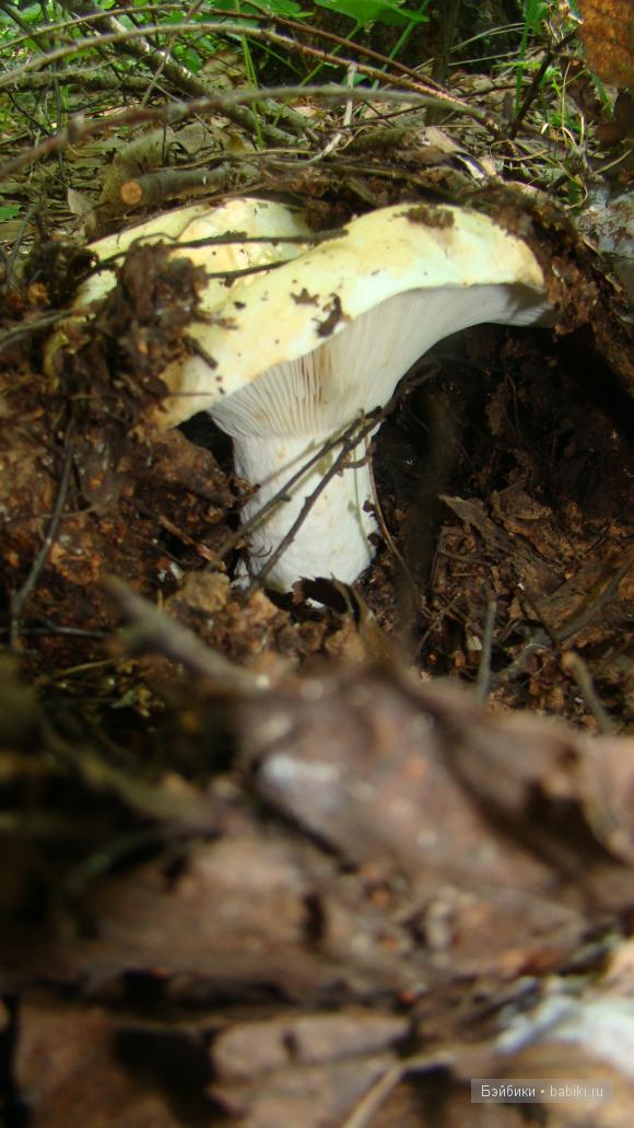 Мое родное Зауралье — Туризм и путешествия: фотоотчеты из поездок (фото 8)