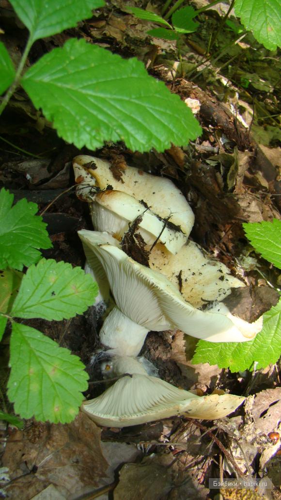 Мое родное Зауралье — Туризм и путешествия: фотоотчеты из поездок (фото 7)