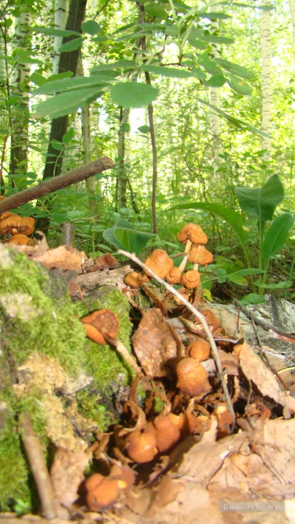 Мое родное Зауралье — Туризм и путешествия: фотоотчеты из поездок