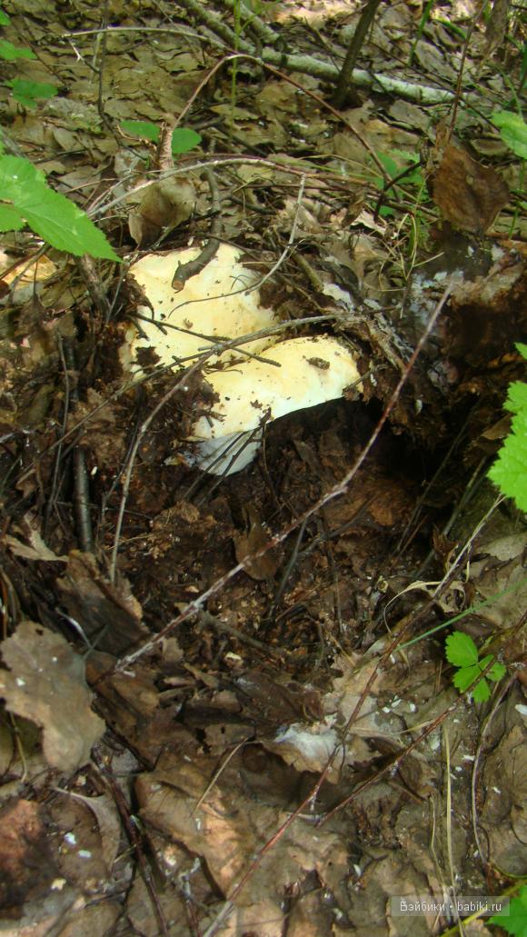 Мое родное Зауралье — Туризм и путешествия: фотоотчеты из поездок (фото 9)