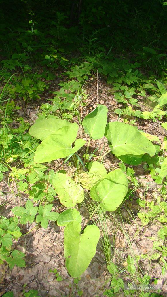 Мое родное Зауралье — Туризм и путешествия: фотоотчеты из поездок