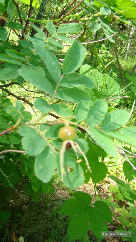 Мое родное Зауралье — Туризм и путешествия: фотоотчеты из поездок (фото 5)