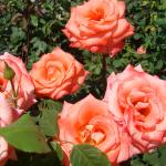 Болгария -Несебр-Балчик