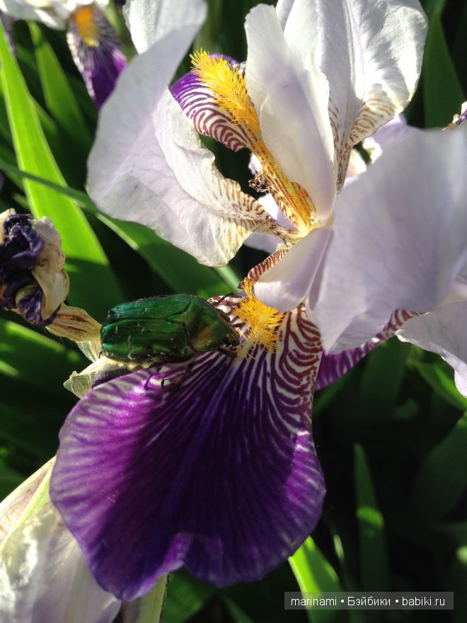 а жжжук красавчик