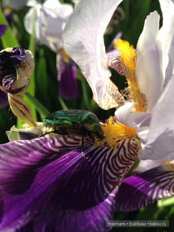 на такую красоту прилетел жжжжук посмотреть