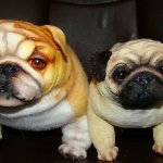 Моя коллекция  в лицах, часть 5, заключительная (виниловое счастье и плюшки теддики)