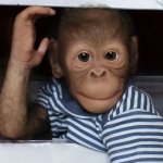Наш домашний Обезьян. Куклы реборн Елены Ядриной