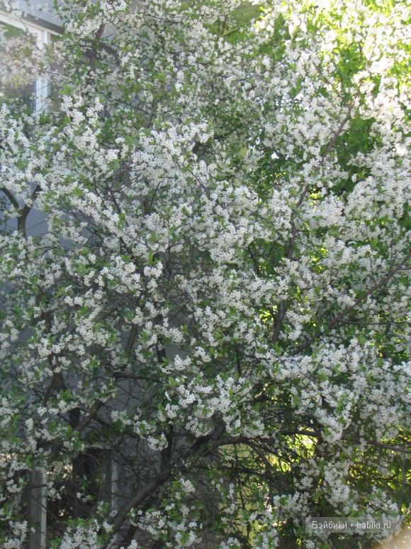 Мои коллекционные куклы