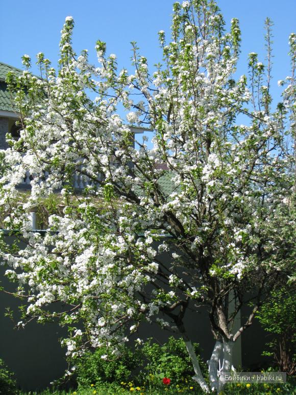 Мои коллекционные куклы