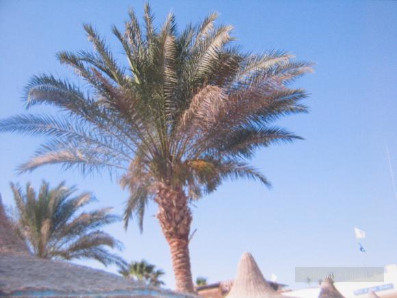 Восточные танцы ;)Мои куклы от LEE MIDDLETON BY REVA и FAYZAH SPANOS (фото 4)