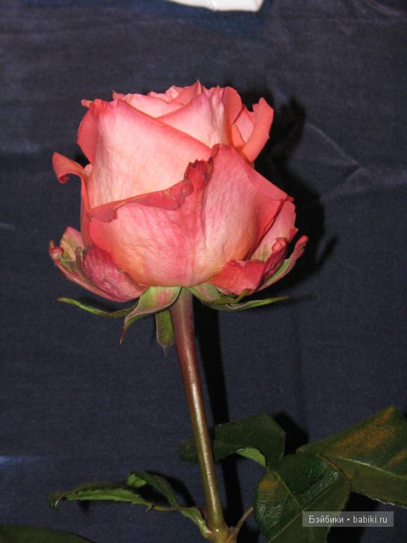 Наши Мастерицы! VII Международный салон кукол на Тишинке