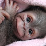 Обезьяныши реборн Элины Кудрявцевой