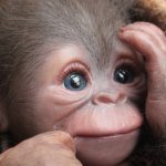 Обезьянка Bindi кукла реборн Элины Кудрявцевой