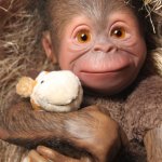 Обезьянка Бинди кукла реборн Элины Кудрявцевой