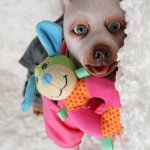 Вирджиния. Собачка реборн Наталии Сомовой