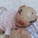 Свинка Пеппа и её младший братик Джордж. Поросята реборн Наталии Сомовой