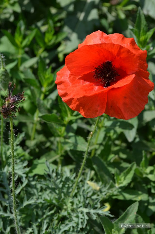 Хельма - коллекционная кукла-не кукла