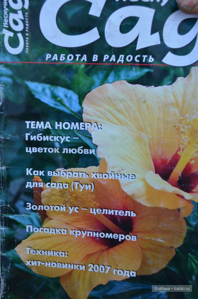 гибискус гибискус