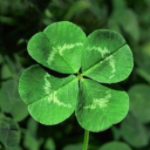 10 секретов счастья или Оксана,все у нас хорошо!Для poklon1979