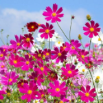 Flashmob 3 июня.День третий.Цветы.