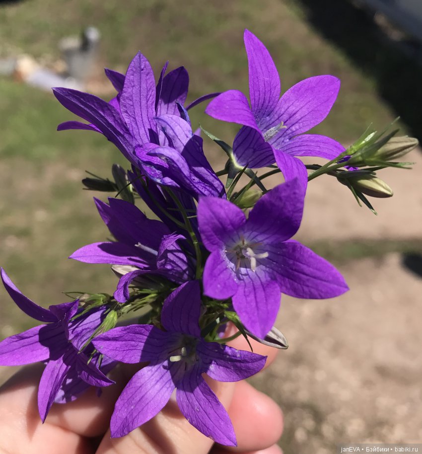 Садовая фея — Куклы Kathe Kruse (Кате/Кэте Крузе): фото