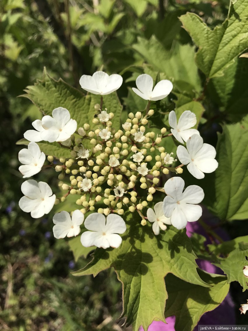 Садовая фея — Куклы Kathe Kruse (Кате/Кэте Крузе): фото