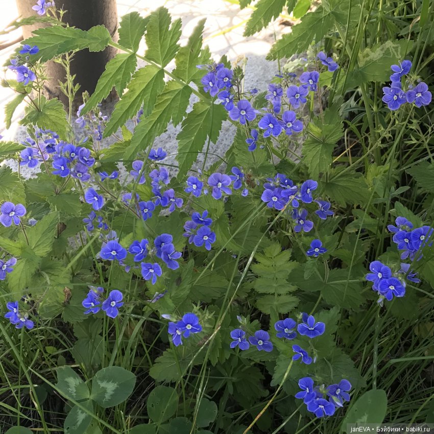 Садовая фея — Куклы Kathe Kruse (Кате/Кэте Крузе): фото