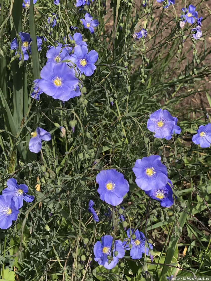 Садовая фея — Куклы Kathe Kruse (Кате/Кэте Крузе): фото