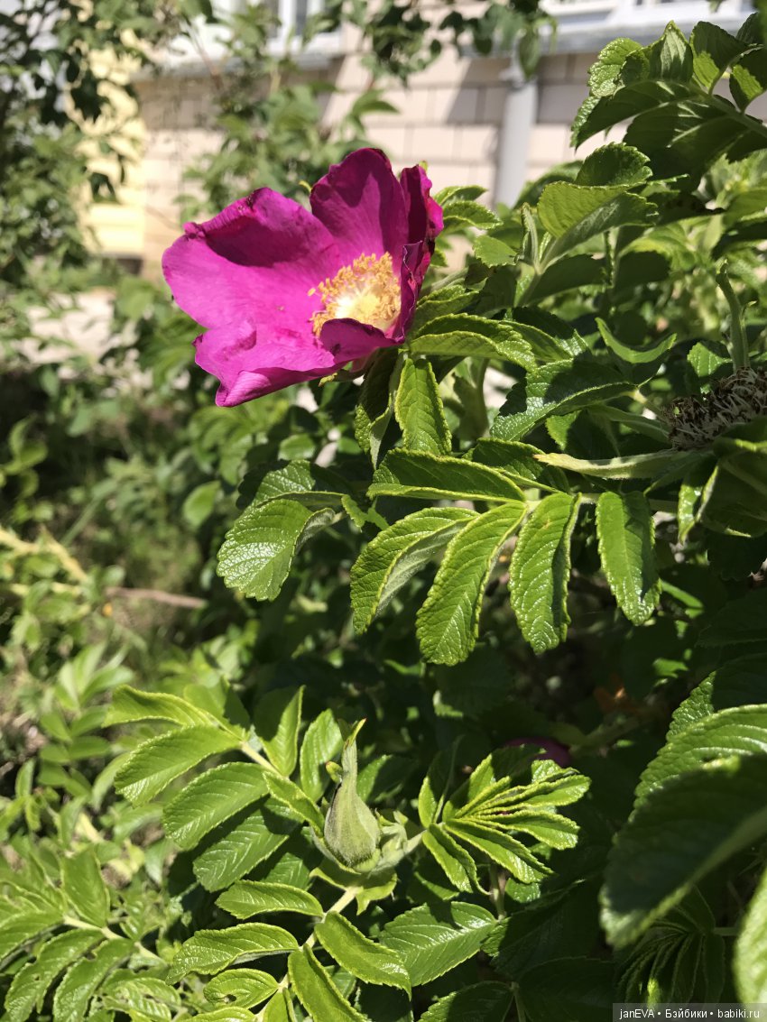 Садовая фея — Куклы Kathe Kruse (Кате/Кэте Крузе): фото