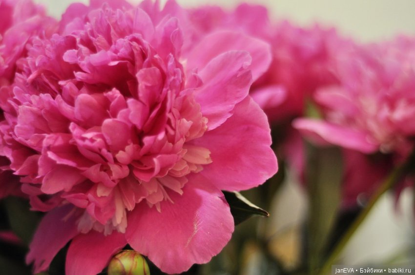 Розовое — Куклы Kathe Kruse (Кате/Кэте Крузе): фото