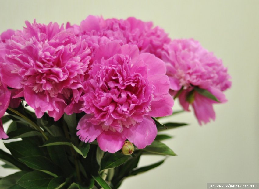 Розовое — Куклы Kathe Kruse (Кате/Кэте Крузе): фото