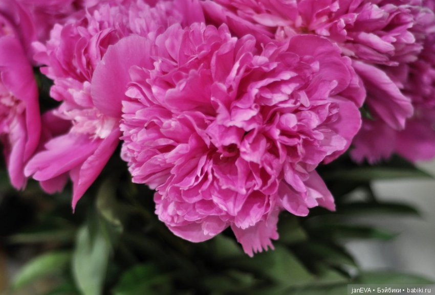 Розовое — Куклы Kathe Kruse (Кате/Кэте Крузе): фото (фото 2)