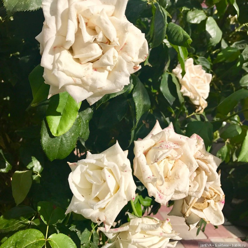 Путешествие одной феечки по Крыму.Часть 1 (фото 4)