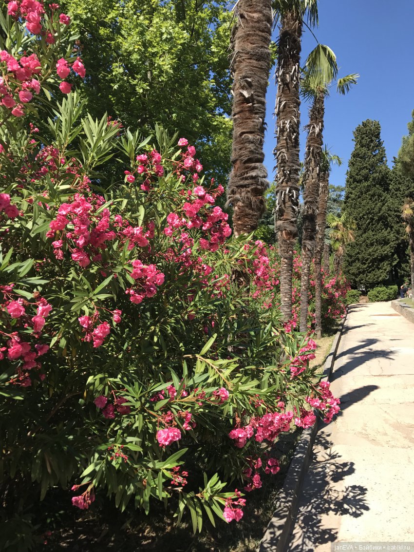 Воронцовский дворец в Крыму (фото 3)