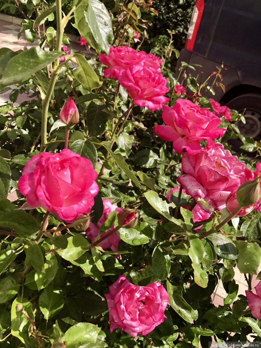 Путешествие одной феечки по Крыму.Часть 1 (фото 5)