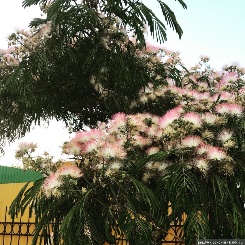 Путешествие одной феечки по Крыму.Часть 1 (фото 9)