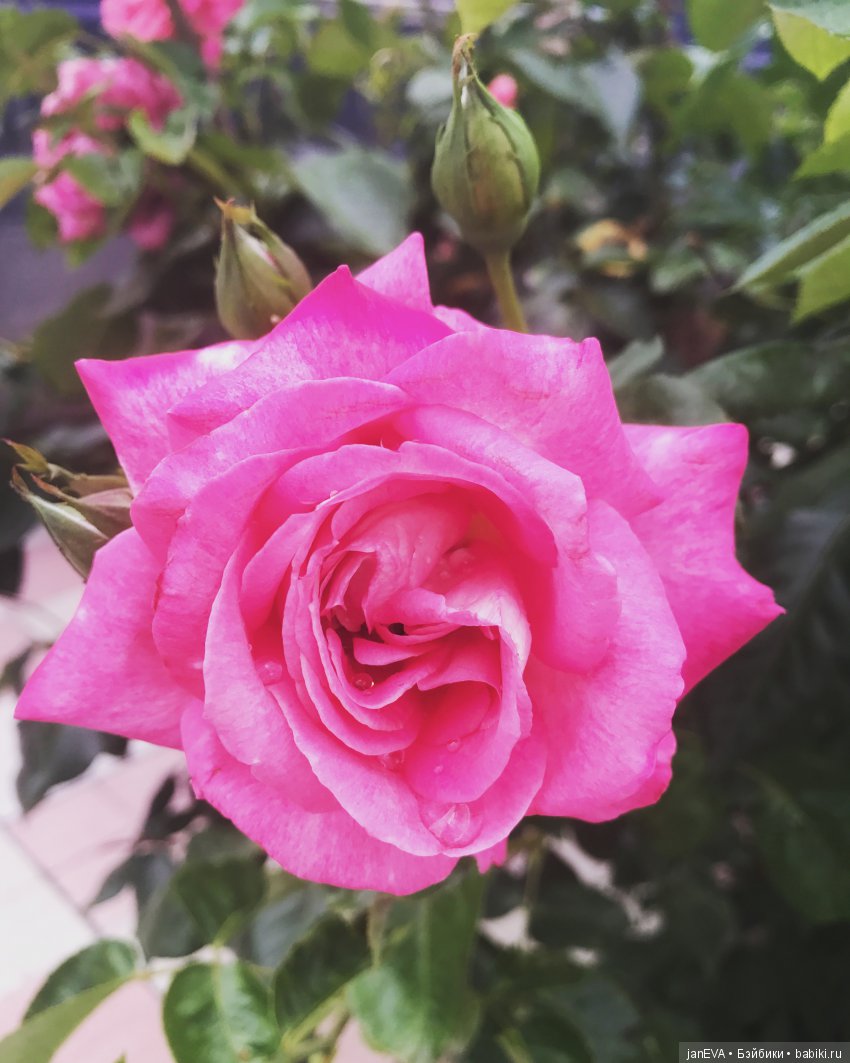 Путешествие одной феечки по Крыму.Часть 1 (фото 8)