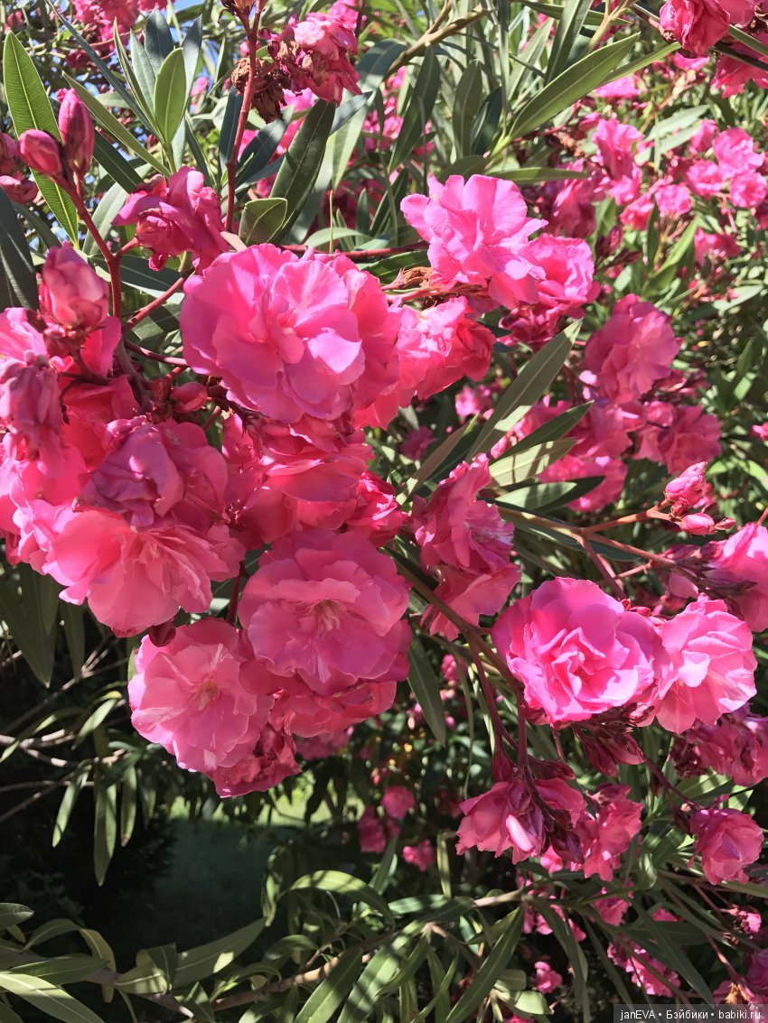 Воронцовский дворец в Крыму (фото 4)