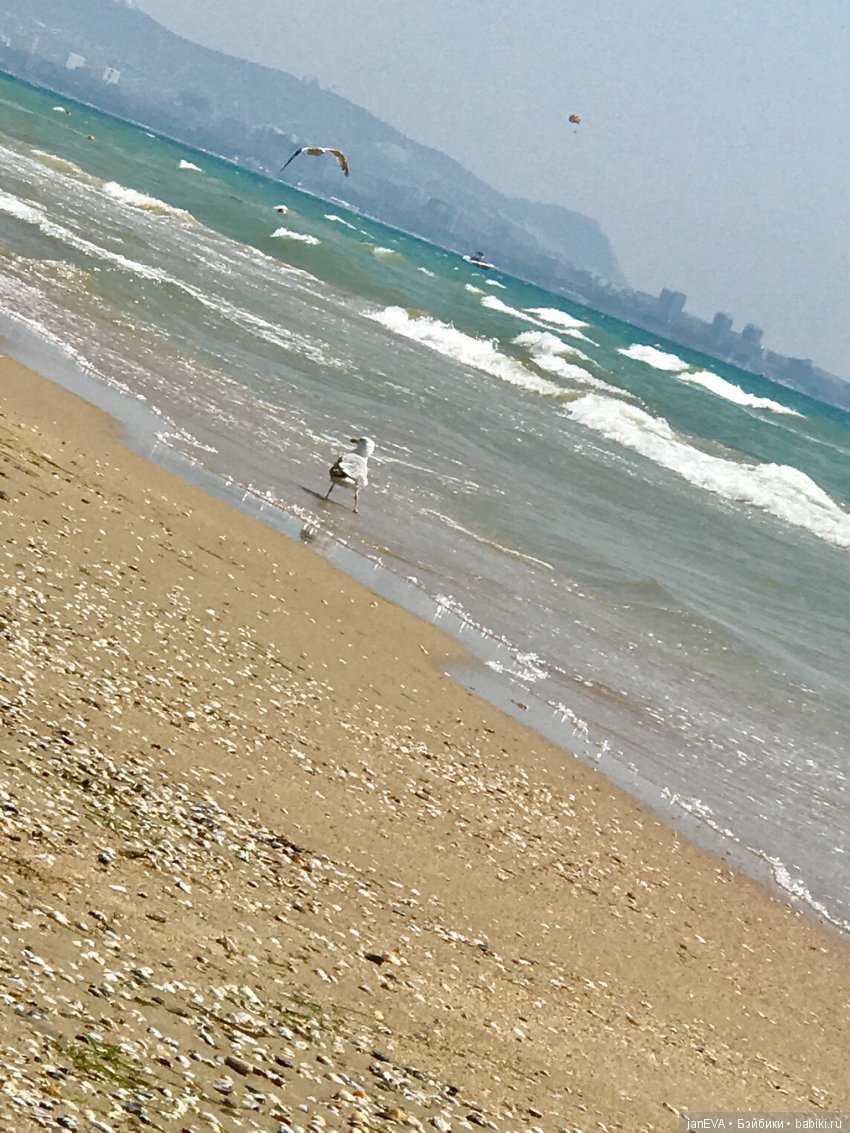 Джой и ее впечатления о море