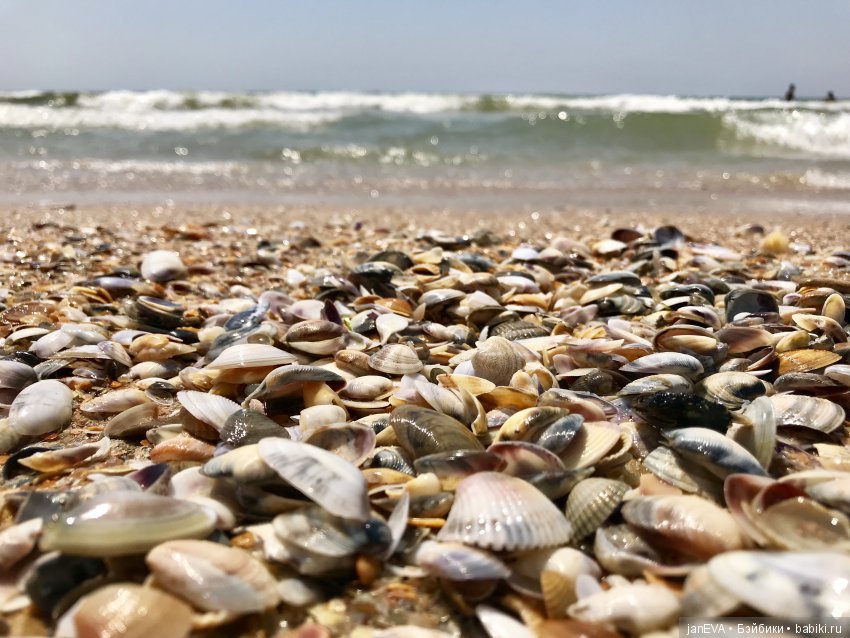 Джой и ее впечатления о море (фото 9)