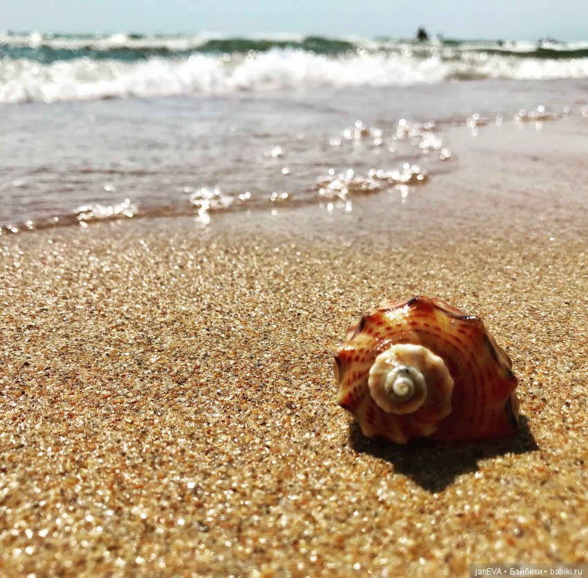 Джой и ее впечатления о море (фото 10)