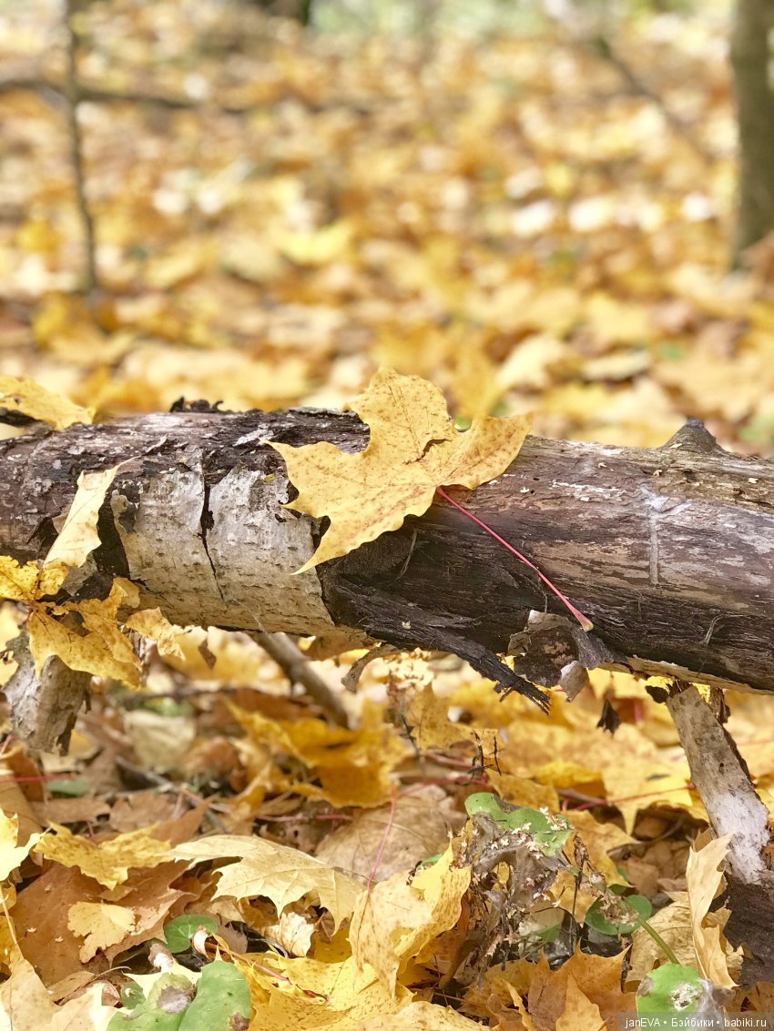 Осенний лес. Kruselings — Куклы Kathe Kruse (Кате/Кэте Крузе): фото (фото 9)