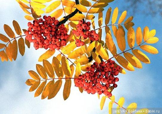 Осенний кукольный флешмоб. Топик-задание. День 1/3 (фото 3)