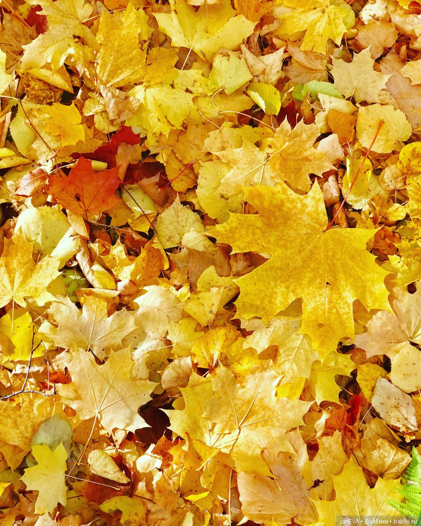 Осенний лес. Kruselings — Куклы Kathe Kruse (Кате/Кэте Крузе): фото