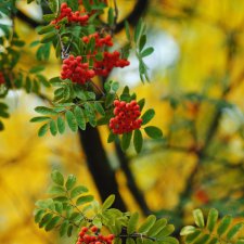 Осенний кукольный флешмоб. Топик-задание. День 1/3