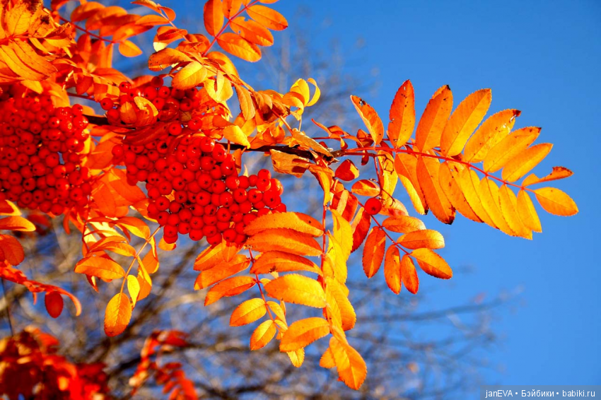 День 1/3. Рябина. Осенний кукольный флешмоб