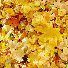 День 2/3. Листопад. Осенний кукольный флешмоб!