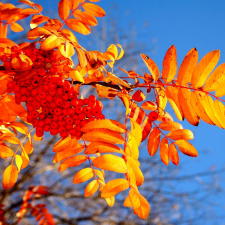Осенний кукольный флешмоб.Спасибо за ваши краски !