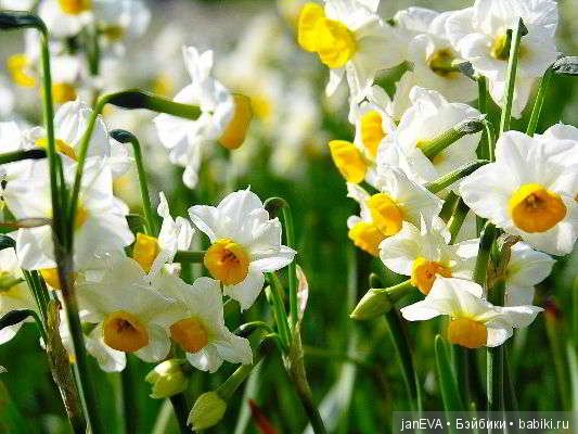 Весеннее обострение. Flashmob. Задание на 2 день (фото 3)