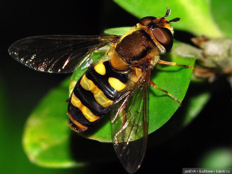 Flashmob. Весеннее обострение. ПойМАЙ жука - день 1 (фото 2)